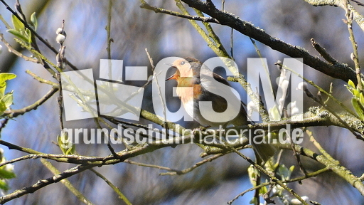 Rotkehlchen (42).JPG